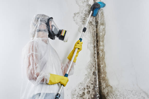 Best DIY Mold Remediation Support Services in Lincolndale, NY