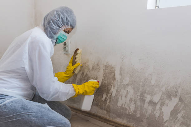 Professional Mold Remediation in Lincolndale, NY