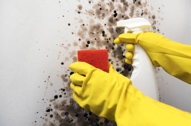 Best Emergency Mold Remediation in Lincolndale, NY