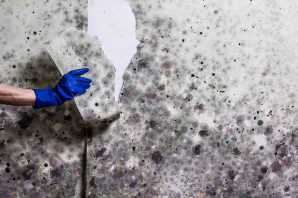 Best Basement Mold Remediation in Lincolndale, NY